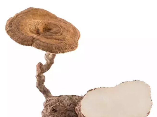 药--虎乳芝!-2015东南亚美食节-老友网-南宁网