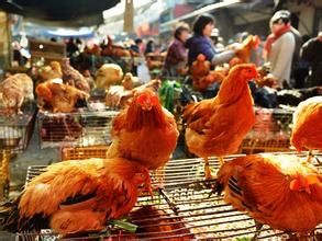警示:预防H5N6禽流感 尽量不去活禽市场!-南宁