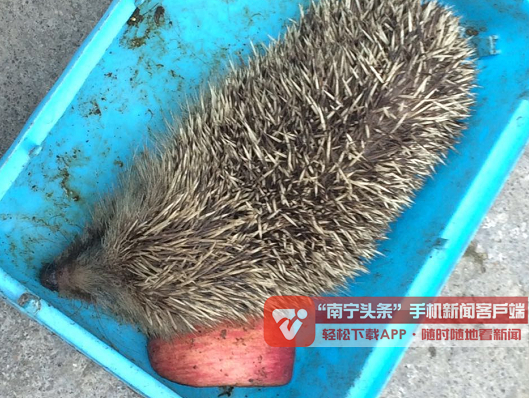 好心市民捡到小刺猬 想给它找个家-南宁头条