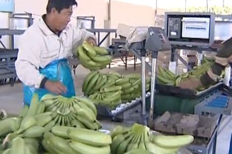 隆安依托香蕉產業助農增收發展農村經濟