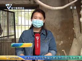 18只重点保护动物 乘飞机回广西“老家”接受救护 18只重点保护动物 乘飞机回广西“老家”接受救护