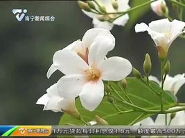 武鸣马头镇:遍山油桐花开烂漫 游客朋友慕名来 武鸣马头镇:遍山油桐花开烂漫 游客朋友慕名来
