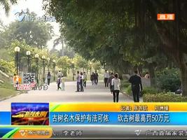 古树名木保护有法可依 砍古树最高罚50万元 古树名木保护有法可依 砍古树最高罚50万元