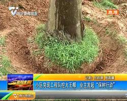 小区突现工程队挖大王椰 业主发起 "保树行动“ 小区突现工程队挖大王椰 业主发起 "保树行动“
