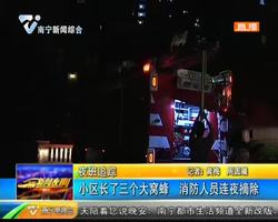 小区长了三个大窝蜂 消防人员连夜摘除 小区长了三个大窝蜂 消防人员连夜摘除