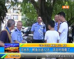 河池:鳄鱼出逃12天 活捉时饿瘦了 河池:鳄鱼出逃12天 活捉时饿瘦了