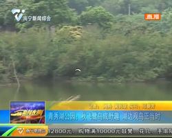 青秀湖公园:秋飞鹭鸟成野趣 湖边观鸟正当时 青秀湖公园:秋飞鹭鸟成野趣 湖边观鸟正当时
