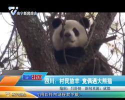 四川：村民放羊 竟偶遇大熊猫