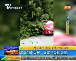 广园路一吊车刮倒大树 多部门及时处置 广园路一吊车刮倒大树 多部门及时处置