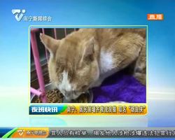 南宁:居民凿墙齐救流浪猫 取名“烟囱侠” 南宁:居民凿墙齐救流浪猫 取名“烟囱侠”