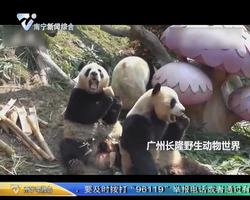 广州：全球唯一熊猫三胞胎吃“元宝”过新年