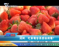 湖州：吃草莓容易感染病毒？