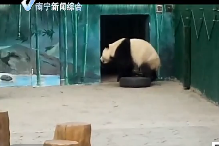 沈阳：动物园里“套路”多 熊猫和人皆欢乐