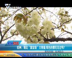 杭州：堪比“国宝级”大熊猫 绿色的樱花见过吗？