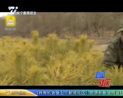 黑龙江：平掉祖坟18年 原地植树3万棵
