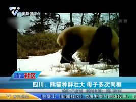 四川：熊猫种群壮大 母子多次同框