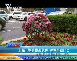 上海：挖走景观花卉 种在自家门口