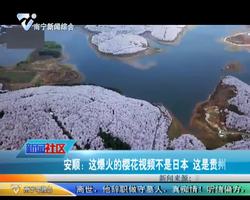 安顺：这爆火的樱花视频不是日本 这是贵州