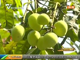 街头挂满“绿化芒” 为了安全别乱采 街头挂满“绿化芒” 为了安全别乱采