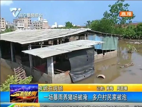 一场暴雨养猪场被淹 良庆区平乐村多户村民家被泡 一场暴雨养猪场被淹 良庆区平乐村多户村民家被泡