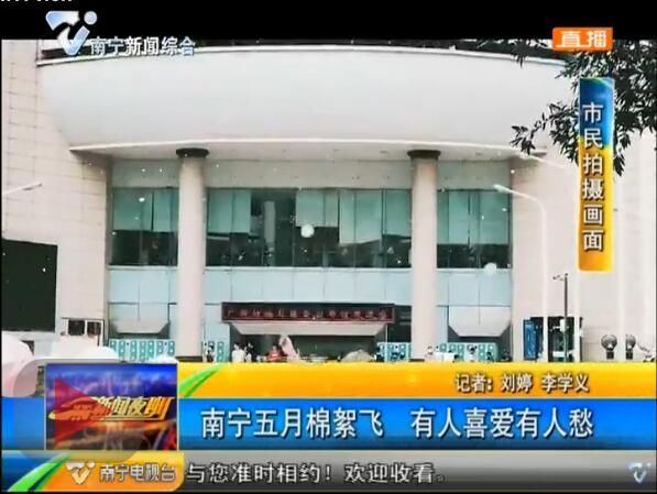 南宁五月棉絮飞 有人喜爱有人愁 南宁五月棉絮飞 有人喜爱有人愁