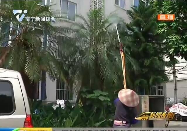 毛毛虫扰民 西乡塘区政府部门迅速出手 毛毛虫扰民 西乡塘区政府部门迅速出手