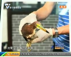 南湖公园两只鹭鸟 “中招” 受伤池鹭正在救治 南湖公园两只鹭鸟 “中招” 受伤池鹭正在救治