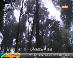 2018南宁渠道 丝路交响(八)周锦福:保护老挝千年古茶树的中国人 2018南宁渠道 丝路交响(八)周锦福:保护老挝千年古茶树的中国人