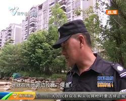 小区景观池现“怪鱼” 女孩投食喂鱼被咬伤 小区景观池现“怪鱼” 女孩投食喂鱼被咬伤