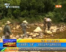 4只冠斑犀鸟“回家” 广西首次运用GPS监测放归鸟类 4只冠斑犀鸟“回家” 广西首次运用GPS监测放归鸟类