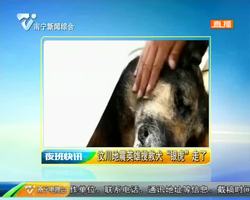 汶川地震英雄搜救犬“银虎”走了 汶川地震英雄搜救犬“银虎”走了