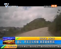 遵义:两车迎头相撞 竟是蜜蜂惹祸 遵义:两车迎头相撞 竟是蜜蜂惹祸