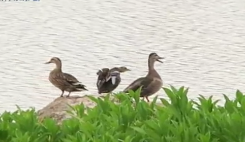 嘿！南宁迎来大批南迁“小可爱”落脚