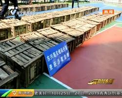南寧海關破獲一起重大走私鱷魚案 成功解救活體暹羅鱷806條 南寧海關破獲一起重大走私鱷魚案 成功解救活體暹羅鱷806條