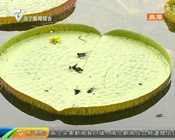 細節好評!西大碧云湖上居然有假青蛙 學生直呼太可愛 細節好評!西大碧云湖上居然有假青蛙 學生直呼太可愛