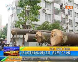 小区未经审批砍伐24棵大王椰 相关部门介入处理 小区未经审批砍伐24棵大王椰 相关部门介入处理