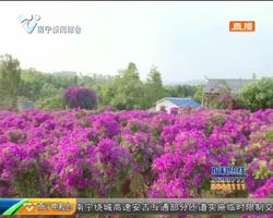 喜看南寧新變化·幸福鄉村展新貌 興寧區三塘鎮:十里花卉長廊 生態旅游新地標 喜看南寧新變化·幸福鄉村展新貌 興寧區三塘鎮:十里花卉長廊 生態旅游新地標
