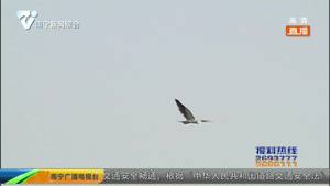 “怪鸟”现身茅桥湿地公园 原来是国家二级野生保护动物 “怪鸟”现身茅桥湿地公园 原来是国家二级野生保护动物