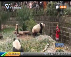 成都:女童跌入熊猫园 被三只大熊猫“围观” 成都:女童跌入熊猫园 被三只大熊猫“围观”