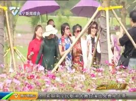 南宁三月春意浓 花开成锦醉游人 南宁三月春意浓 花开成锦醉游人