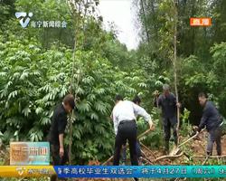 市领导到上林县开展义务植树和扶贫调研