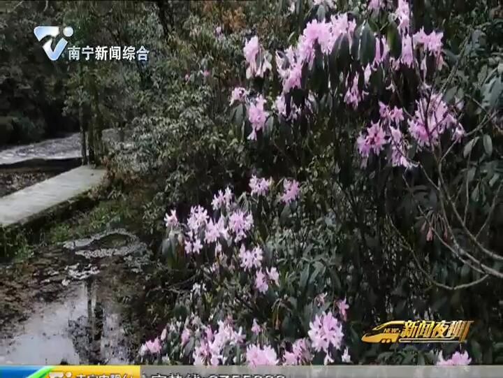壮族三月三·八桂?#25991;?#21326; 大明山:风景美如画 山歌沁人心 壮族三月三·八桂?#25991;?#21326; 大明山:风景美如画 山歌沁人心