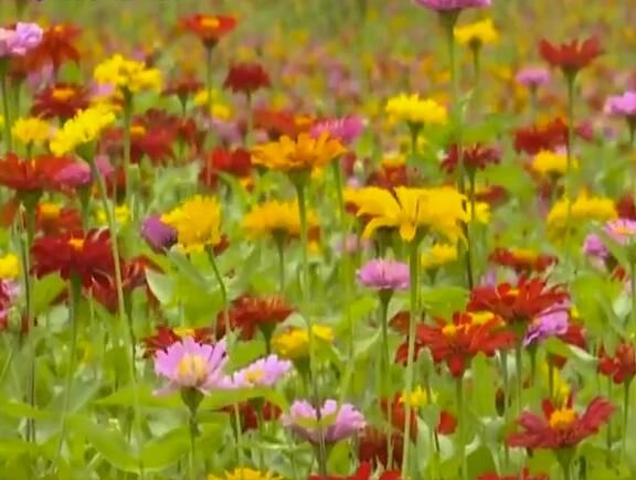 510亩百日草开出“花海盛宴” 这份夏日美景您收好 510亩百日草开出“花海盛宴” 这份夏日美景您收好