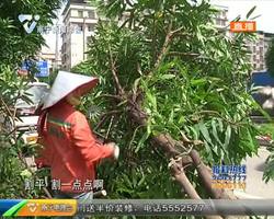 货车撞倒树后逃逸 园林部门15分钟让树起死回生 货车撞倒树后逃逸 园林部门15分钟让树起死回生