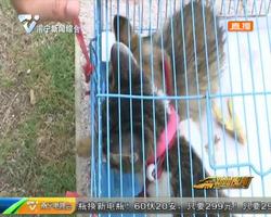 小賣部養貓抓老鼠 6歲男孩玩貓被抓傷 小賣部養貓抓老鼠 6歲男孩玩貓被抓傷