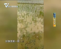 橫縣:水田冒泡如煲粥 神奇景象另有玄機 橫縣:水田冒泡如煲粥 神奇景象另有玄機