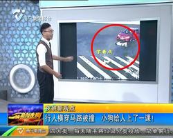 江苏苏州:行人横穿马路被撞 小狗给人上了一课! 江苏苏州:行人横穿马路被撞 小狗给人上了一课!