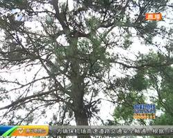 五象嶺:有人爬到樹上睡覺 這是什么新玩法? 五象嶺:有人爬到樹上睡覺 這是什么新玩法?