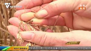興寧區那埌坡遭遇嚴重干旱 井水見底莊稼絕收 興寧區那埌坡遭遇嚴重干旱 井水見底莊稼絕收