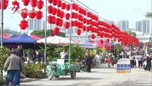廣西花鳥市場災后第一個迎春花市 千種花草供市民挑選 廣西花鳥市場災后第一個迎春花市 千種花草供市民挑選